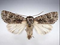 Acronite impressionnée (Acronicta impressa)_2