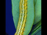 Noctuelle cuivrée (Amphipyra pyramidoides)_1
