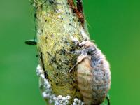Chenille à houppes rousses (Orgyia antiqua)_1