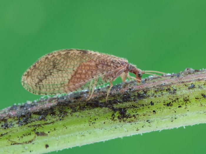 Hémérobiidés (Hemerobiidae)