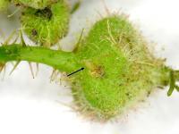 Byture framboise (Byturus unicolor)_5