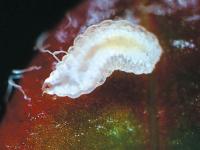 Cécidomyie des atocas (Dasineura oxycoccana)_5