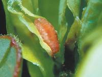 Cécidomyie des atocas (Dasineura oxycoccana)_7