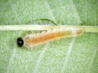 Priophorus brullei_1