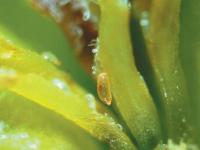 Cécidomyie des atocas (Dasineura oxycoccana)_9