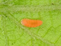 Cécidomyie gallicole de la tomate et de la vigne (Janetiella brevicauda)_1