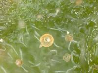 Tetranychus cinnabarinus_5