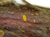 Cochenille de Dearness (Rhizaspidiotus dearnessi)_4