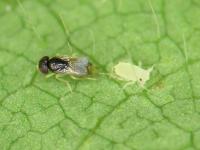 Aphelinus sp._2