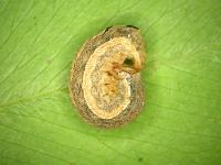 Ver-gris tacheté (Xestia c-nigrum)_6