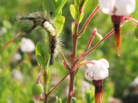 Chenille à houppes rousses (Orgyia antiqua)_2