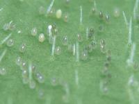 Aleurode serres (Trialeurodes vaporariorum)_5