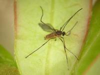 Cécidomyie des atocas (Dasineura oxycoccana)_10