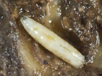 Mouche des semis (Delia platura)_1