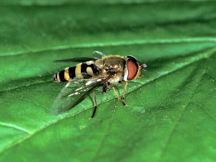 Syrphe (Syrphidae)