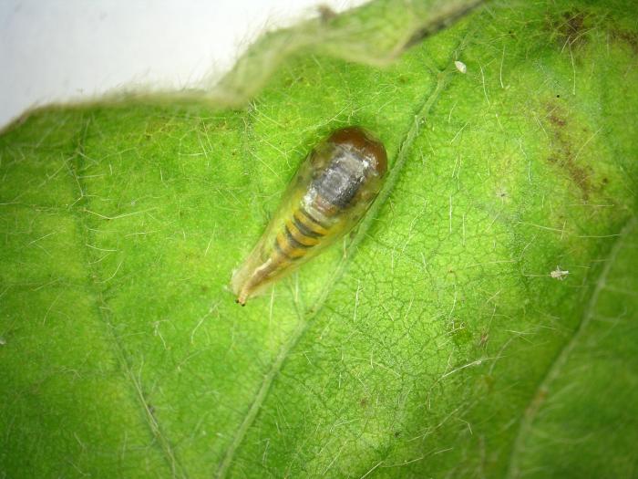 Syrphe (Syrphidae)