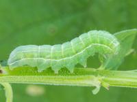 Noctuelle du salsifis (Amphipyra tragopoginis)_2