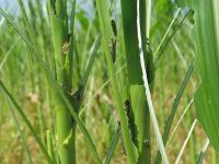Légionnaire uniponctuée (Mythimna unipuncta)_6