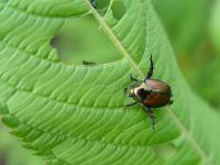 Scarabée japonais (Popillia japonica)_4