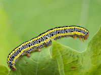 Chenille zébrée (Melanchra picta)_6