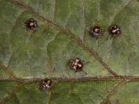 Punaise verte (Chinavia hilaris)_3