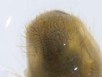 Hanneton européen (Amphimallon majale)_5