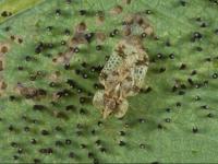 Punaise reticulée du noyer (Corythucha juglandis)_3