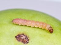 Carpocapse de la pomme (Cydia pomonella)_1