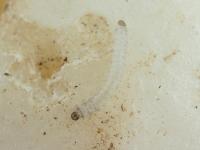Altise navets (Phyllotreta striolata)_4