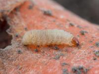 Charançon de la carotte (Listronotus oregonensis)_1