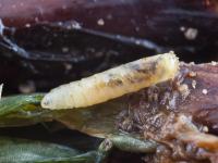 Mouche de l'oignon (Delia antiqua)_2