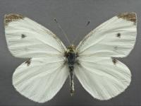 Piéride du chou (Pieris rapae)_9