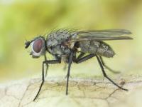 Mouche du chou (Delia radicum)_1