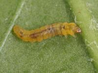 Mineuse marbrée (Phyllonorycter blancardella)_1