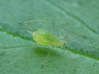 Puceron du pois (Acyrthosiphon pisum)_5