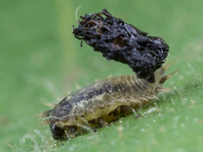Casside verte (Cassida rubiginosa)_7