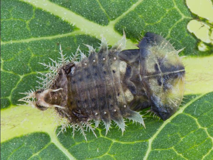 Casside verte (Cassida rubiginosa)_8