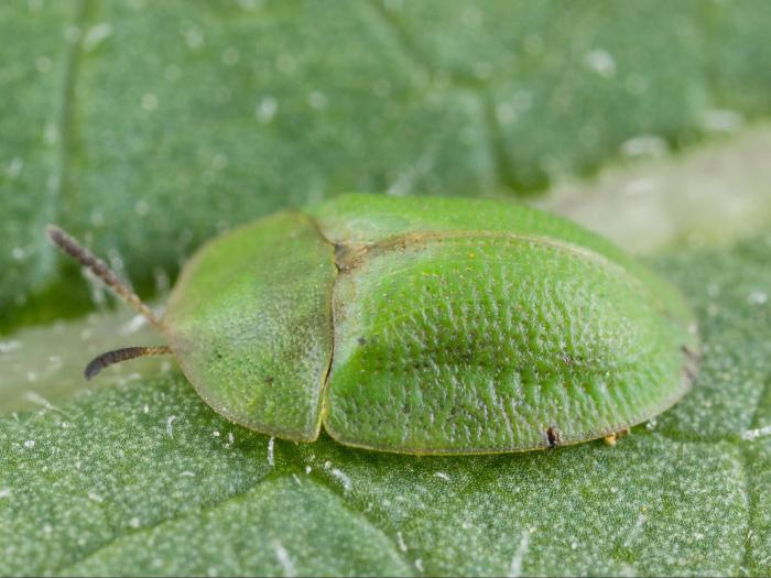 Casside verte (Cassida rubiginosa)_10