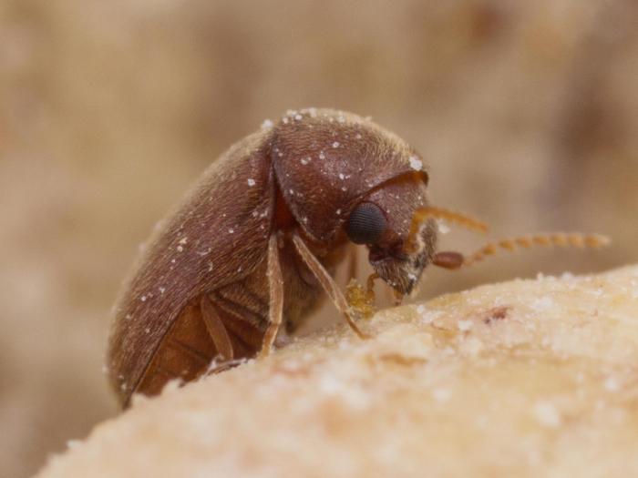 Lasioderme du tabac (Lasioderma serricorne)_2