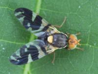 Trypète noire des cerises (Rhagoletis fausta)_3