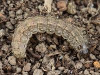 Ver-gris noir (Agrotis ipsilon)_5