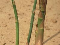 Criocère de l'asperge (Crioceris asparagi)_8