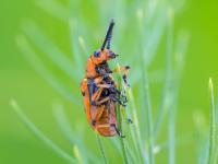 Criocère à douze points (Crioceris duodecimpunctata)_2