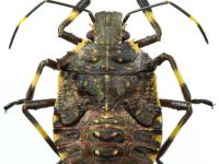 Punaise marbrée (Halyomorpha halys)_7