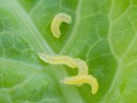 Cécidomyie du chou-fleur (Contarinia nasturtii)_9