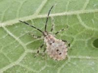 Anasa armigera_5