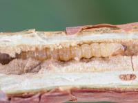 Anneleur framboisier (Oberea affinis)_7