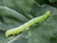 Fausse-arpenteuse du chou (Trichoplusia ni)_7