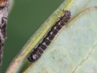 Arpenteuse noire (Speranza argillacearia)_6