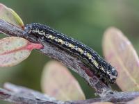 Arpenteuse noire (Speranza argillacearia)_9